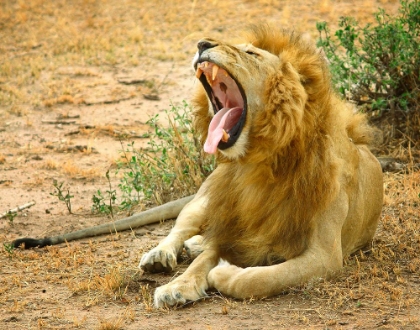 Picture of AFRICA LION YAWN