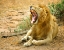 Picture of AFRICA LION YAWN