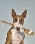 Picture of SPA DOG BRUSH