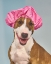 Picture of SPA DOG HAT
