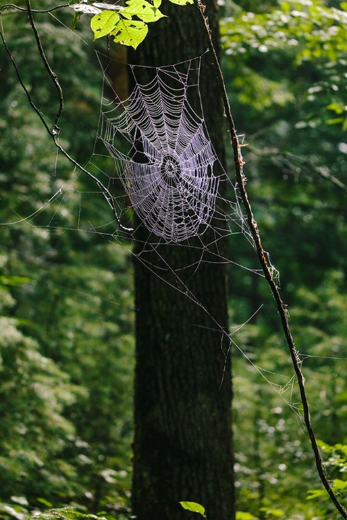 Picture of AUGUST STUDIOS 7281 - GREAT SMOKY MOUNTAINS, TN