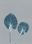 Picture of INDIGO PAIR 1