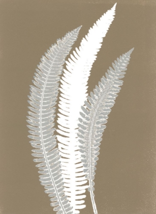 Picture of GRAY FERN 1