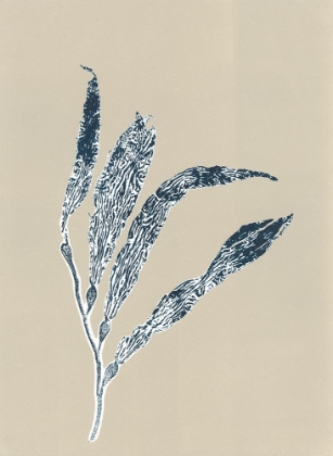 Picture of SEA KELP 3