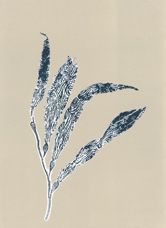 Picture of SEA KELP 3