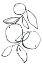 Picture of FRUIT CONTOUR ORANGES