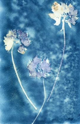 Picture of CYANOTYPE 1