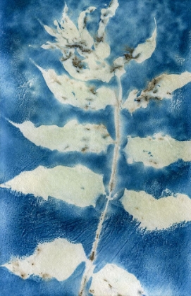 Picture of CYANOTYPE 2
