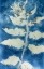 Picture of CYANOTYPE 2