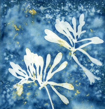 Picture of CYANOTYPE 3