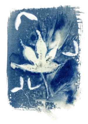 Picture of CYANOTYPE 4