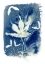 Picture of CYANOTYPE 4