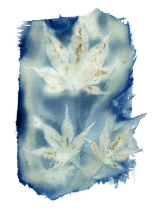 Picture of CYANOTYPE 5