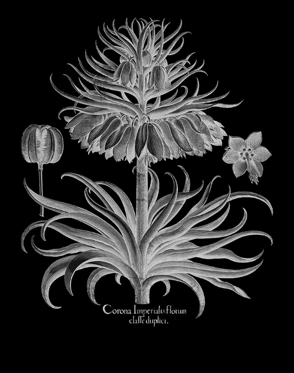 Picture of CORONA IMPERIALIS FLORUM