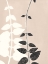 Picture of VINES A