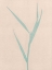 Picture of BAMBOO E