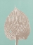 Picture of HOSTA E