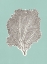 Picture of SEA FAN 1