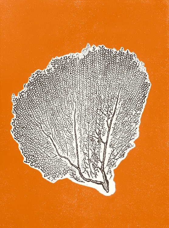 Picture of SEA FAN 9