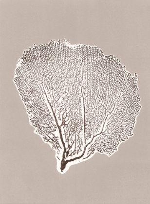 Picture of SEA FAN 10