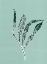 Picture of SEA KELP 5
