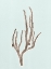 Picture of CORAL 1
