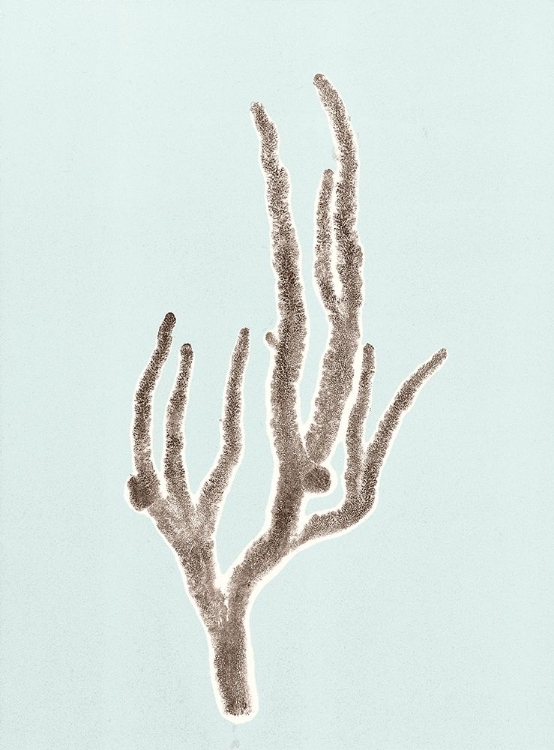 Picture of CORAL 1