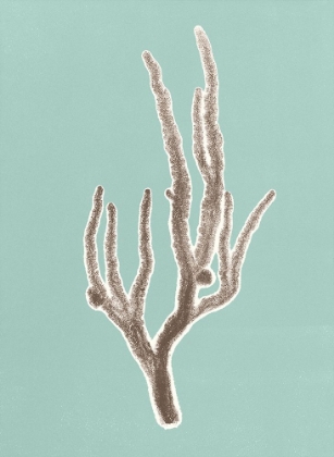 Picture of CORAL 4