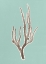 Picture of CORAL 4