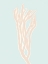 Picture of CORAL 8