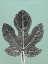 Picture of LEAF C2