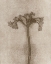 Picture of PETITE STEM 9