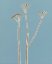 Picture of PETITE STEM 19