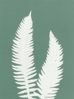 Picture of NEW FERN 7