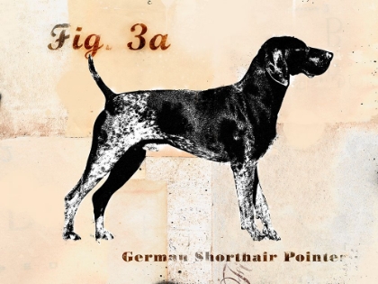 Picture of GERMAN SHORTHAIRED POINTER