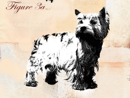 Picture of TERRIER
