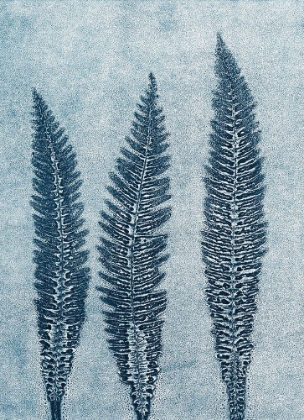 Picture of INDIGO FERN 1