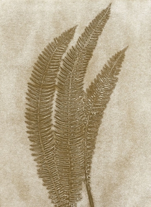 Picture of GRAY FERN 8