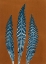 Picture of NUTMEG FERN 4