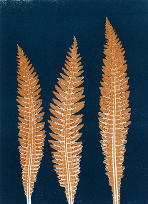 Picture of INDIGO FERN 4