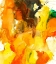 Picture of SPLASH
