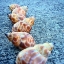 Picture of SHELL STUDIES B