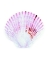 Picture of COASTAL SHELLS B
