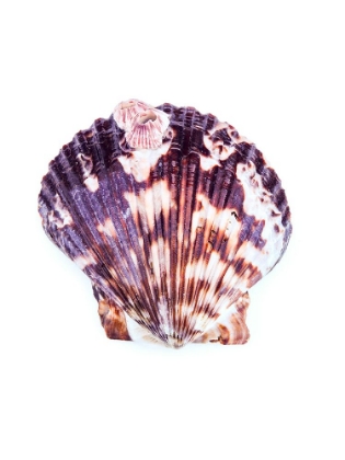 Picture of COASTAL SHELLS D