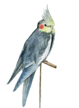 Picture of BIRD 1