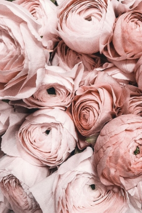 Picture of PINK ROSES