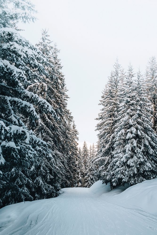 Picture of TRAIL IN SNOW