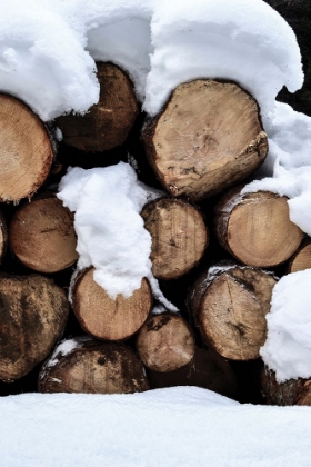 Picture of SNOW COVERED LOGS