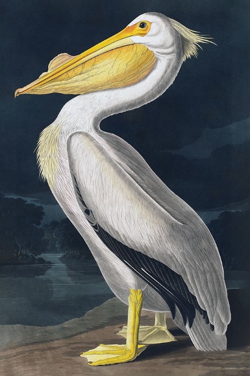 Picture of PELICAN