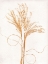 Picture of SILVERGRASS MUSTARD